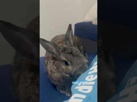 チャンネル登録よろしくまんじゅう　#asmr #rabbit #bunny #うさぎ #まんじゅう