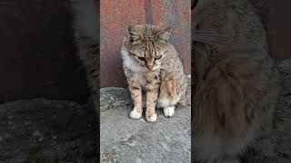 Бездомный котик
