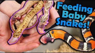 Famous Feeding our Favorite Baby Snakes of 2022! (our holdbacks!) Wealth