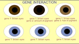 INHERITANCE: GENE INTERACTION IN EYE COLOR