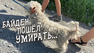 Спасение животных / Байден собрал узелок и пошел на гору Фудзияма