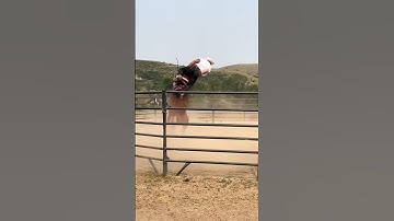 Thumbnail of I never claimed to be more cowboy than anyone, but I bet I can stay on a colt better than commenters