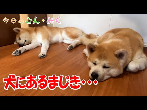 犬にあるまじき・・・ 今日のごん・みく♡ 秋田犬【ごん・みく チャンネル】