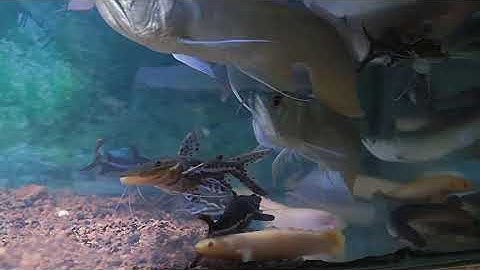 Hồ Cá Săn Mồi: Ngân Long, Trê Cọp, Khủng Long