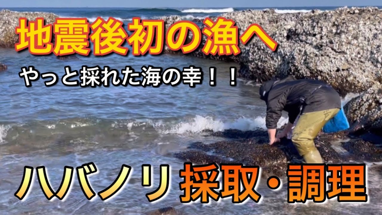 【地震後初の漁へ】ハバノリの採取と調理！やっと採れた海の幸！