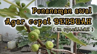 CARA MENANAM POHON TIN AGAR CEPAT BERBUAH (IN SYAAALLAH) || CARA AGAR TIN CEPAT BERBUAH | BUAH TIN