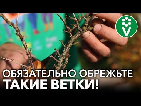 ТРИ ПРИЕМА ДЛЯ КРЫЖОВНИКА ОСЕНЬЮ, КОТОРЫЕ ЗНАЧИТЕЛЬНО УВЕЛИЧАТ УРОЖАЙ!