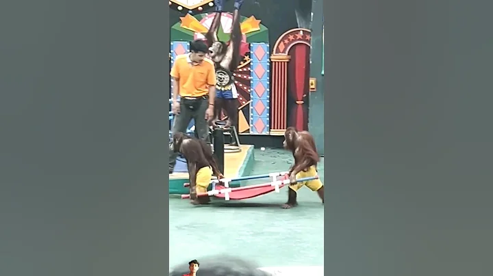 Monkey Ambulance services 😱🤣 #shorts #funny #viral