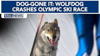 Dog-Gone It: Wolfdog crashes Olympic Cross Country Skiing finale screenshot 2