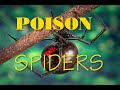 TOP POISON SPIDERS /   САМЫЕ ЯДОВИТЫЕ ПАУКИ