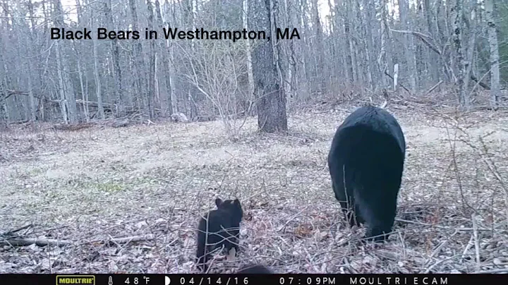 Black Bears - Moultrie Trail Camera - Joe Bykowski 2016