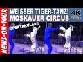 Bengal TIGER-TANZ/Dance! (4k) Moskauer Circus | Spectacular Spektakulär! Wild animal show