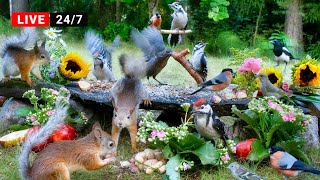 🔴24/7 LIVE CAT TV NO ADS😺 Unlimited Birds and Silly Squirrels All Day Long