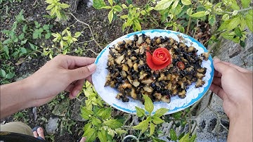 Bắt Ốc Bươu Vàng Xào Sả Ớt Cực Ngon | Cuộc Sống Đồng Quê