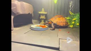 Turtle tantrum  Large turtle throws bowl to express displeasure || Viral Video UK