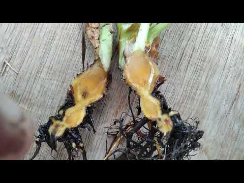 Видео: Обработка черной корневой гнили клубники – лечение растения клубники с черной корневой гнилью