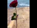 أنا الغنيه وانا الم ستغنيه انا اللي انخسر وما اخسر أبدا