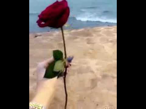 أنا الغنيه وانا الم ستغنيه انا اللي انخسر وما اخسر أبدا