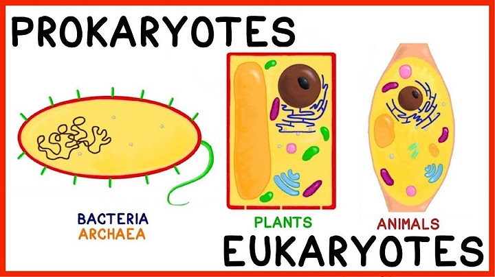Compare and contrast prokaryotic and eukaryotic cells