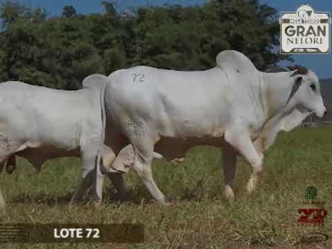 LOTE 72