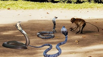 King Cobra Big Battle In The Desert Monkey and the unexpected | Most Amazing Attack of Animals