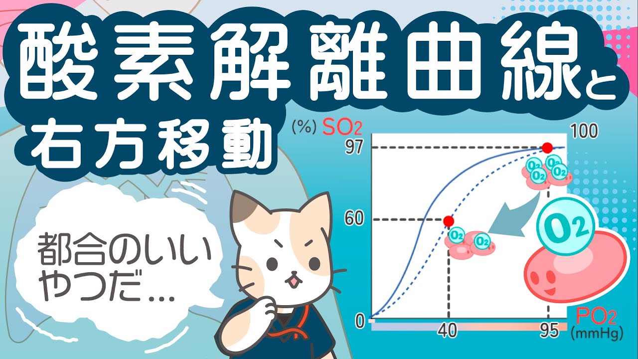 酸素解離曲線と右方移動 ～ヘモグロビンは、都合がいい！～