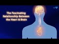 The fascinating relationship between the heart and brain