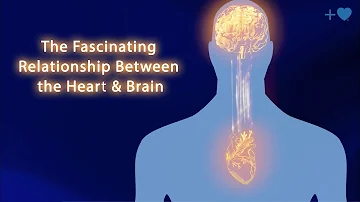 The Fascinating Relationship Between the Heart and Brain