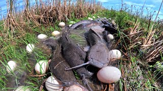 Download Lagu Wow Amazing Fishing - A fisherman catch a lot of fish and pick eggs in rice field after rain by hand MP3