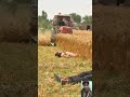 Cutting. #shorts #shortsfeed #explorepage #agriculture #farming #growth