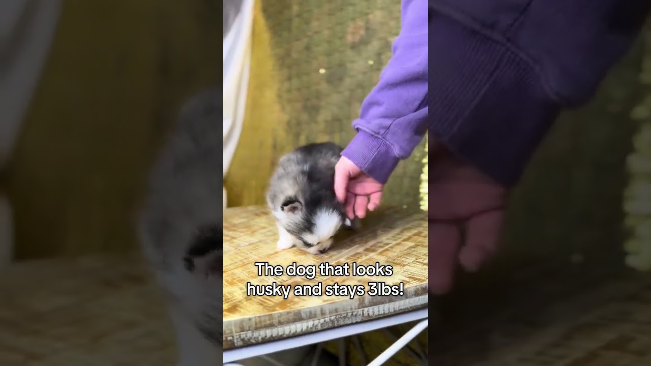 Cutest Teacup Husky Ever! 🐾 | Tiny Pup with a Big Personality 