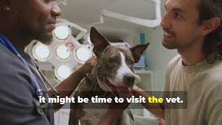 7 Subtle Signs Your Dog Might Be Unwell
