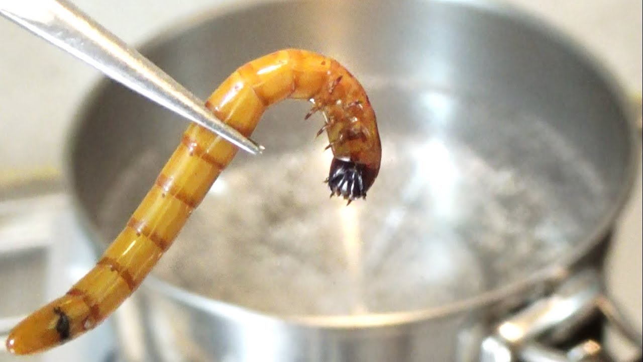 373度の熱湯にイモムシを放り込むとこうなります Youtube 373度の熱湯にイモムシを放り込むとこうなります Youtube