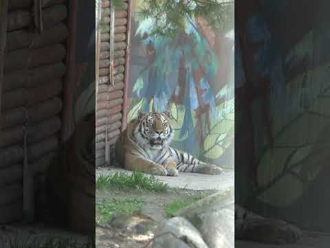 🐯Тигр в зоопарке🐯Tiger at the zoo🐯