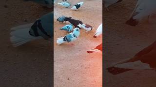 King pigeon video 😱#pigeon #kabutar #kabootar #birds #fancykabutar