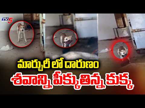 Jadcherla Govt Hospital Incident : శవాన్ని పీక్కుతిన్న కుక్క | Mahabubnagar |  TV5 News - TV5NEWS