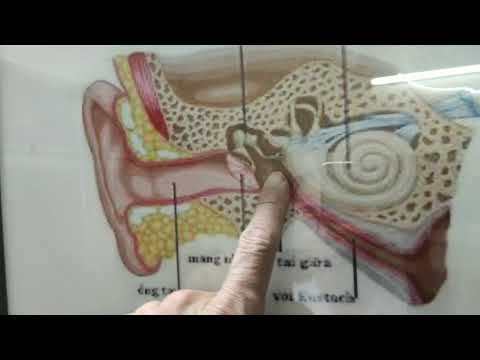 Video Vì sao viêm tai giữa ứ dịch hay gặp ở trẻ nhỏ - youtube