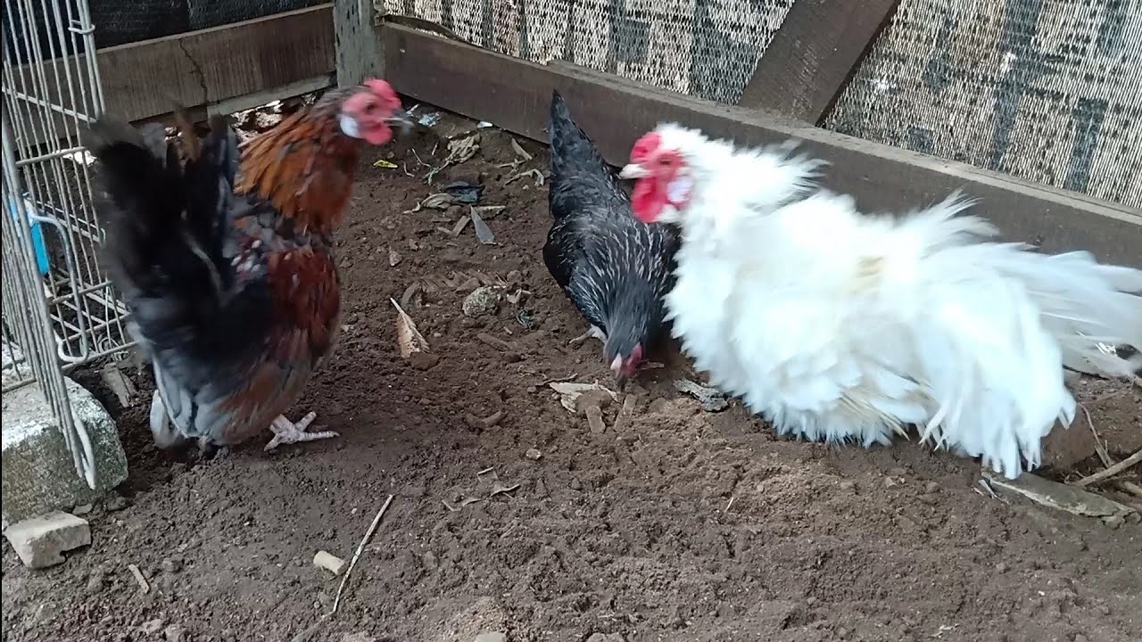 私のペットの鶏は戦いたがっています !