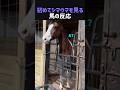 初めてシマウマを見る馬の反応