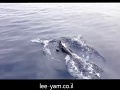 כשהדולפינים הפתיעו במסיבת ההפתעה של אבי על יאכטה לי ים כשהדולפינים הפתיעו במסיבת ההפתעה של אבי על יאכטה לי ים