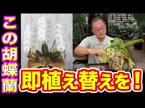 Phalaenopsis] Replanting and treatment methods required from