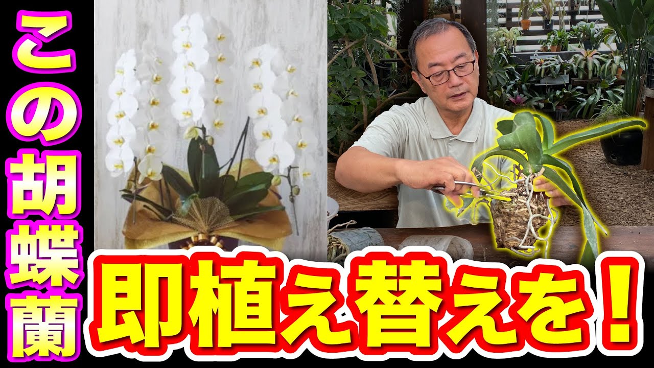 Phalaenopsis] Replanting and treatment methods required from 