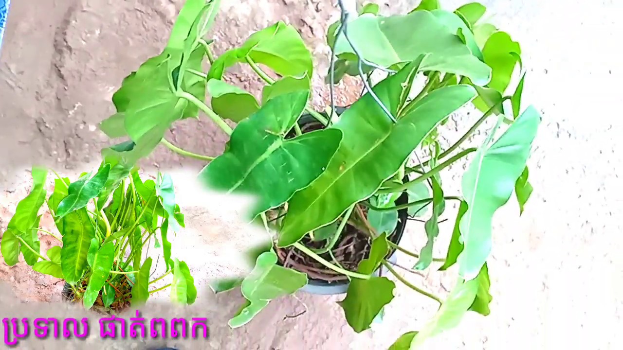ប្រទាលផាត់ពពក/Anthurium Plant/Cactus indoor houseplant/Attractive plant