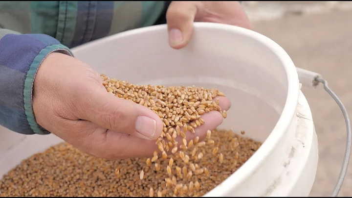 Canadian Wheat Research Coalition - Leading Wester...