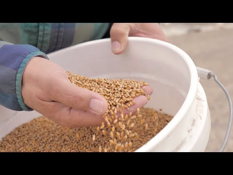 Video: Pestovanie pšenice západnej: Založenie pšenice západnej na výrobu krmovín a terénne úpravy