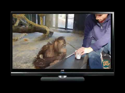 Monkey Funny Reaction after seeing magic trick.