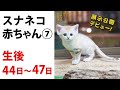 【日々、スナネコ成長日誌。】⑦ 生後44〜47日 "Growth Diary of Sand cat's baby" vol. 7