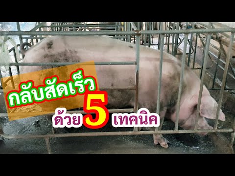 วีดีโอ: Pigsty (57 รูป): แบบเพิงสำหรับสุกร, สร้างคอกสำหรับลูกสุกรด้วยมือของพวกเขาเอง, โครงการสำหรับ 100 หัว