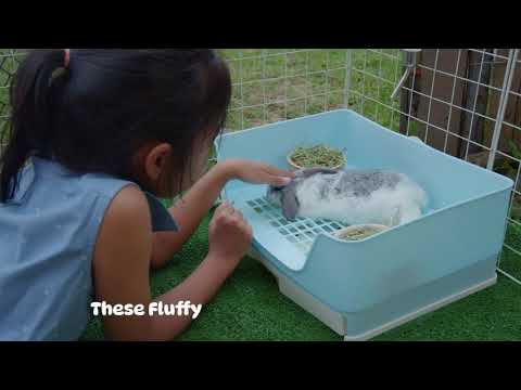 Konijnen konijnenvragen: 🐇 Van huisdieren tot slimme metgezellen | Alles wat u moet weten!