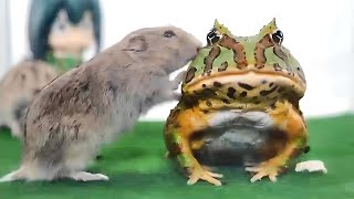 The frog eats his friend the mouse【WARNING LIVE FEEDING】